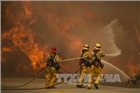 Cư dân California và động vật quý 
