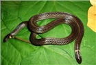 Loài rắn kỳ lạ đầu đuôi như nhau ở Việt Nam