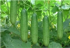 12 loại rau dễ trồng, nhanh thu hoạch vào mùa hè