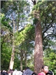 Hơn 130 cây xích tùng 700 tuổi ở Yên Tử có nguy cơ chết