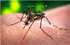 Phát hiện trường hợp nhiễm virus zika ở Phú Yên
