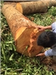 Trường THCS Cao Bá Quát “trảm” cây xanh quá mức cho phép