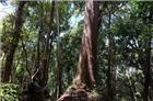 Quảng Nam: Đưa rừng pơ mu trở thành sản phẩm du lịch độc đáo