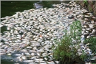 Cá chết nổi trắng mặt hồ ở Đà Nẵng
