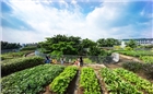Vườn rau khổng lồ trên nóc công trình Việt từng đoạt giải quốc tế
