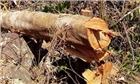 Quảng Nam: Bắt 3 nghi can phá rừng