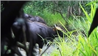 Đắk Lắk: Lần đầu ghi được hình ảnh rõ nét một đàn bò tót ở Ea Sô