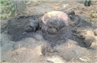 Đắk Lắk: Liên tiếp phát hiện voi con hoang dã chết trong rừng