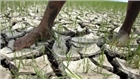 El Nino gây ra khô hạn nặng nề nhất cho Cuba trong 115 năm