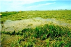 Gần 200.000 ha lúa bị ngập úng