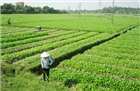 Hỗ trợ đầu tư phát triển hạ tầng hợp tác xã nông nghiệp