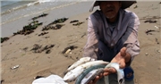 Hôm nay Chính phủ công bố thủ phạm gây cá chết hàng loạt ở miền Trung