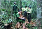 Quảng Nam: Lại phát hiện 176 phách pơ mu gần cửa khẩu