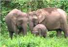 Khẩn cấp bảo tồn voi