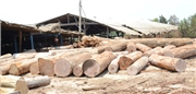 Kỷ luật 4 cán bộ kiểm lâm để doanh nghiệp cất giấu gỗ lậu