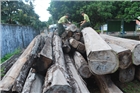 Phát hiện nhiều vụ vận chuyển gỗ trái phép