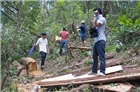 Phá rừng Pơ mu tại Quảng Nam: Có dấu hiệu bao che, dung túng