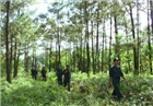 Tăng cường triển khai các biện pháp quản lý bảo vệ rừng