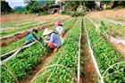 Sơn La: Hiệu quả mô hình khuyến nông tự nguyện ở Thuận Châu