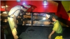 Số lượng lớn gỗ Lào đi trên xe khách giường nằm bị bắt tại Huế