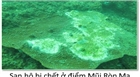 Thảm họa Formosa: Cần điều tra mức độ nhiễm độc môi trường trước khi hồi sinh san hô