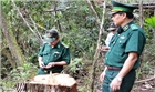 Vụ phá rừng Pơ mu tại Quảng Nam: Nhiều cơ quan vào cuộc