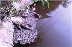 Thanh Hoá: Xác định nguyên nhân cá chết trắng hồ Mật Sơn