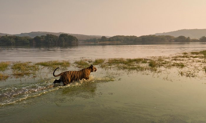 Cần bảo vệ môi trường sống cho loài hổ 