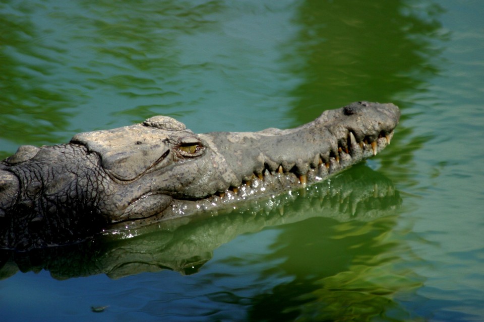 Cuba bảo tồn loài cá sấu quý hiếm châu Mỹ
