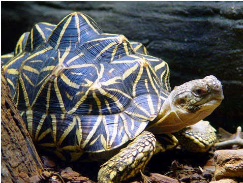 Khảo sát DNA – Công cụ hỗ trợ bảo tồn loài rùa quý, hiếm