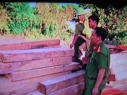 Quảng Nam: Phát hiện thêm nhiều gỗ pơmu bị chặt hạ trái phép