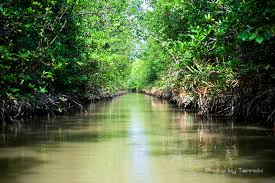 UNESCO kêu gọi bảo vệ các hệ sinh thái rừng ngập mặn
