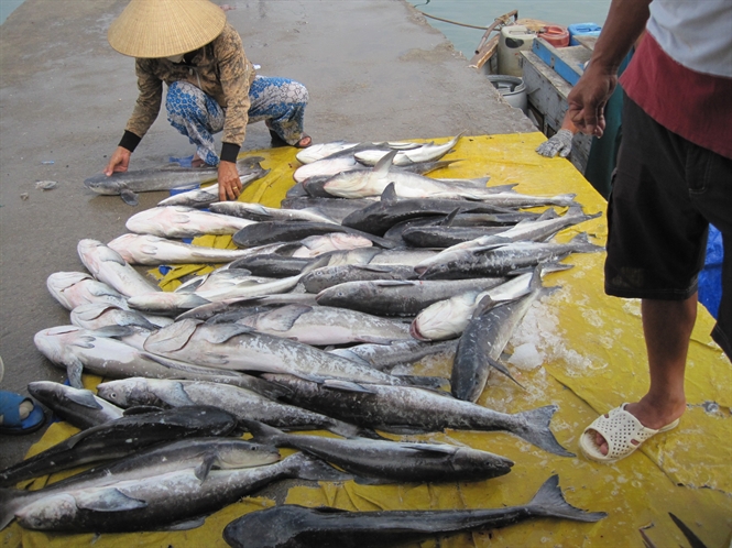 Khánh Hòa: Cá chết hàng loạt, thiệt hại hàng tỷ đồng