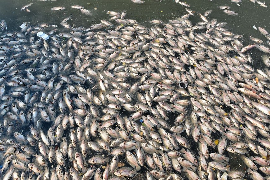 Thành ủy TPHCM yêu cầu khẩn trương xử lý tình trạng cá chết