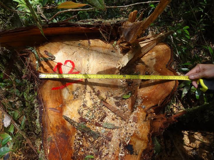 Vụ phá rừng pơ mu ở Quảng Nam: Đề nghị phía Lào khởi tố vụ án