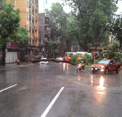 Hà Nội: Cây đổ ngổn ngang, đè bẹp nhiều ô tô vì bão số 1