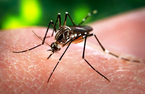 Phát hiện trường hợp nhiễm virus zika ở Phú Yên