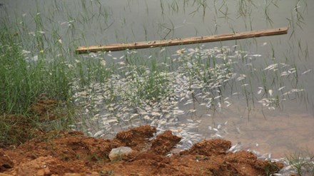 Quảng Nam: Cá chết hàng loạt do chất thải của nhà máy