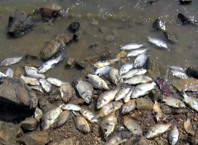 Quảng Nam: Gần 10 tấn cá chết chưa rõ nguyên