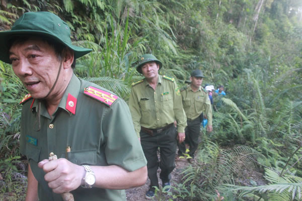 Vụ phá rừng pơ mu tại Nam Giang có thêm diễn biến mới