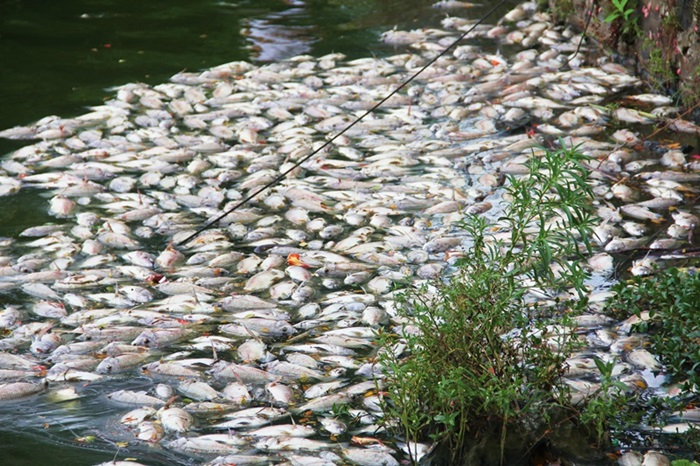 Cá chết nổi trắng mặt hồ ở Đà Nẵng