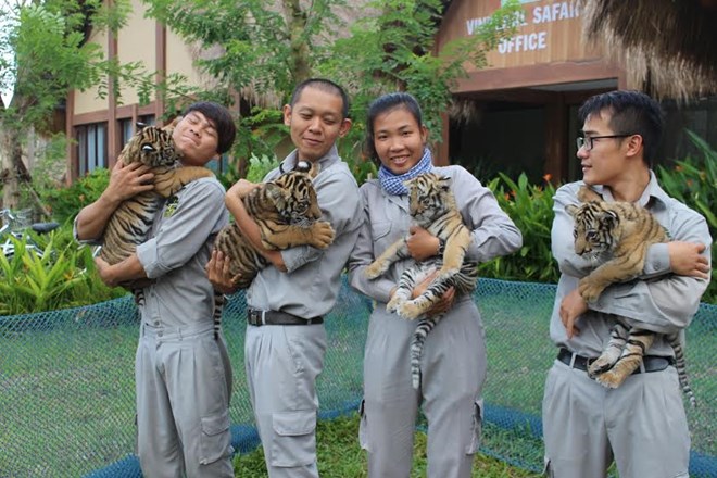 4 “F1” hổ quý Bengal chào đời tại Vinpearl Safari