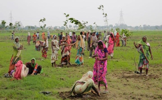 Ấn Độ lập kỷ lục trồng 50 triệu cây chỉ trong một ngày