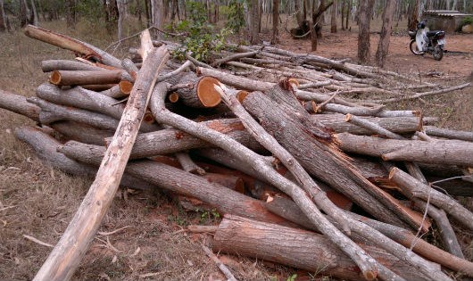 Bình Thuận: Khắc phục hậu quả bão lụt lại bị buộc tội “phá rừng”?