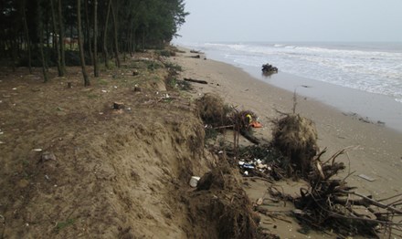 Thanh Hóa: Bờ biển bị sạt lở nghiêm trọng