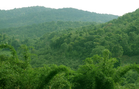 Bộ NN&PTNT: ‘Độ che phủ rừng Việt Nam đạt 40,84%’
