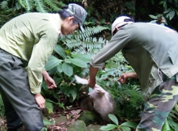 Quảng Bình: Thả hàng chục động vật rừng quý hiếm về môi trường tự nhiên