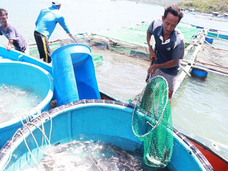 Khánh Hoà: Cá nuôi chết hàng loạt, thiệt hại hơn 6 tỉ đồng
