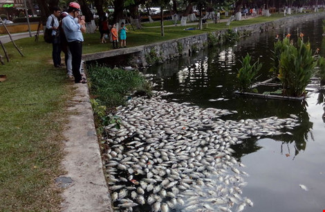 Đà Nẵng nạo vét lòng hồ 29-3 khắc phục tình trạng cá chết