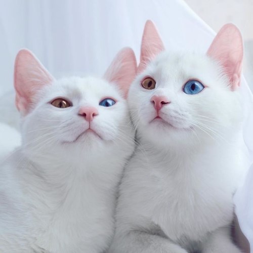 Cặp mèo song sinh xinh đẹp nhất thế giới